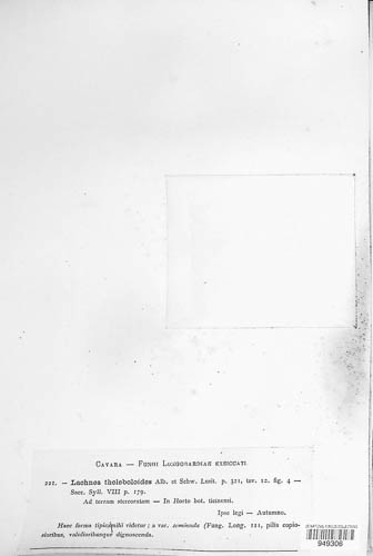 Cheilymenia theleboloides image